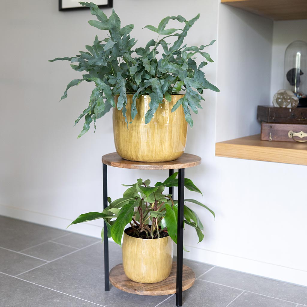 Babet Plant Pot - Camel & Houseplants