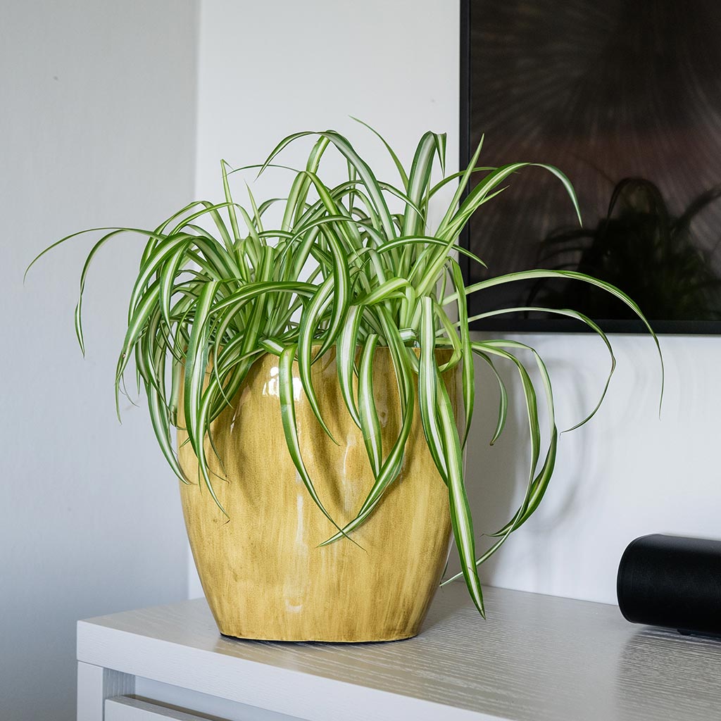 Babet Plant Pot - Camel & Spider Plant