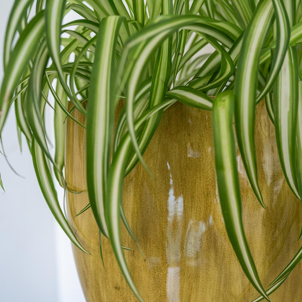 Babet Plant Pot - Camel & Spider Plant Close Up