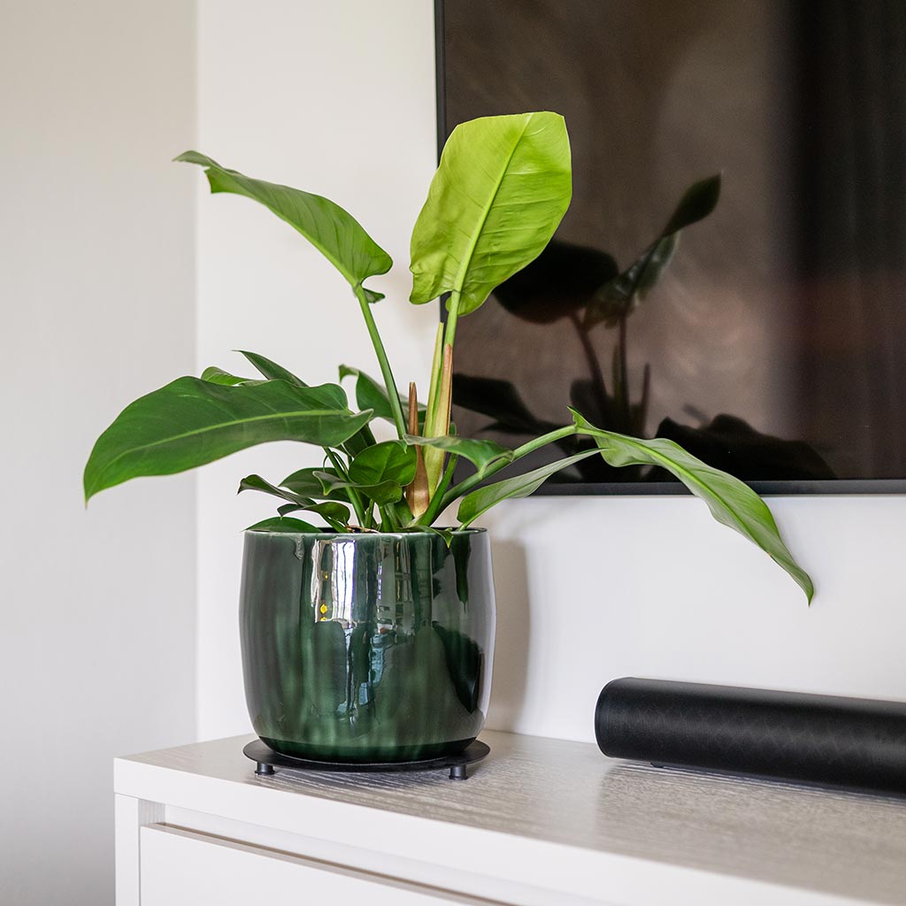 house plant pots uk Babet Plant Pot - Pine Green - Quality Metal Plant Pots | Hortology