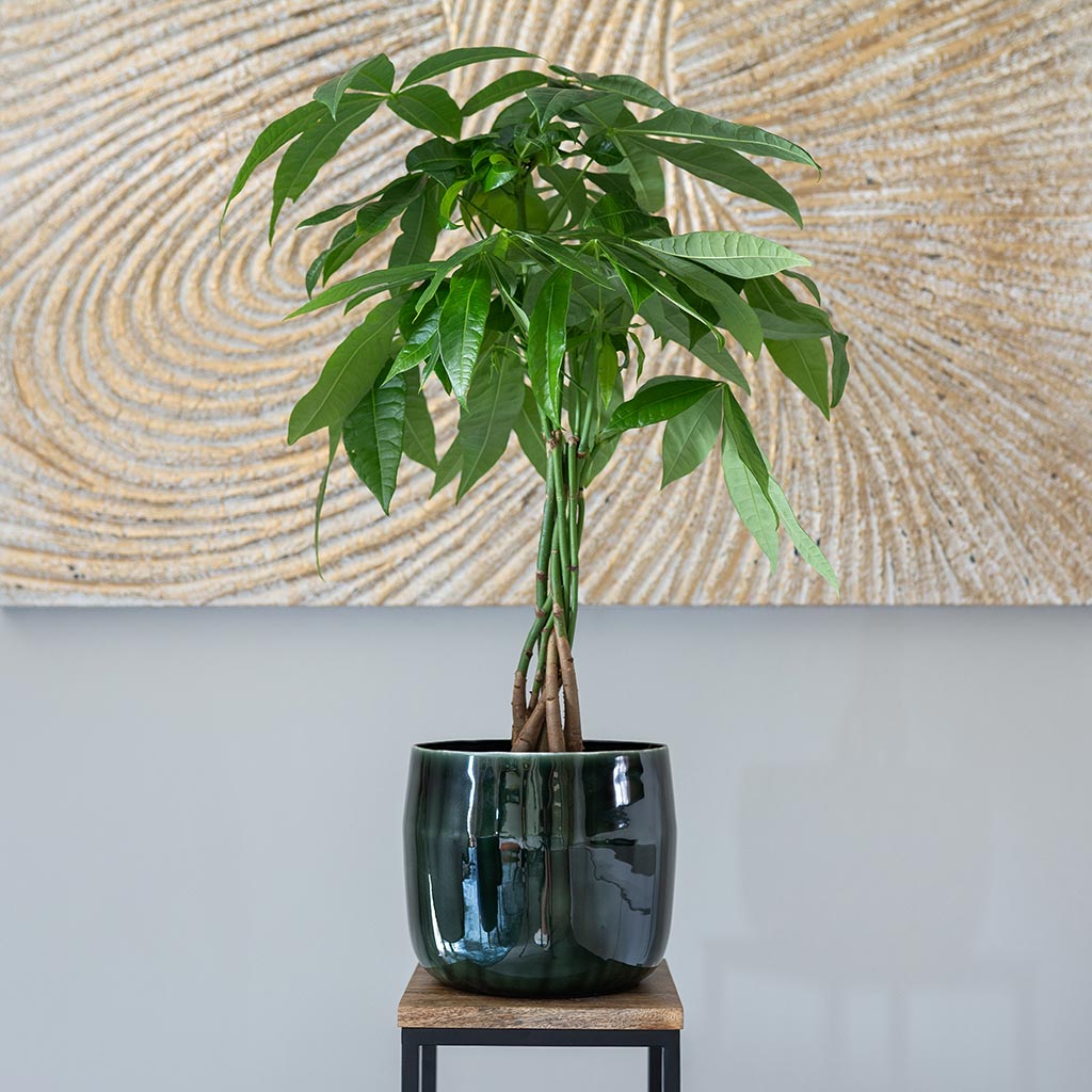 Babet Plant Pot - Pine & Pachira Houseplant