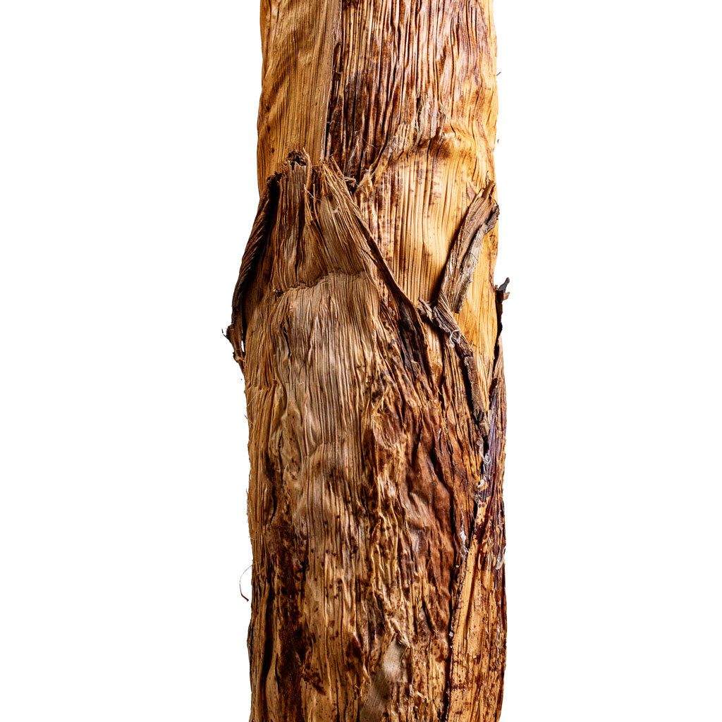 Banana Tree Artificial Close Up Of Trunk