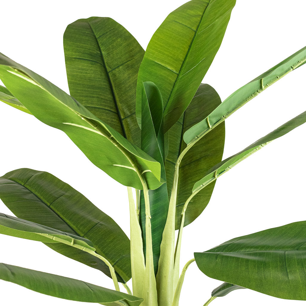 Banana Tree Artificial Close Up Of Leaves And Stems 