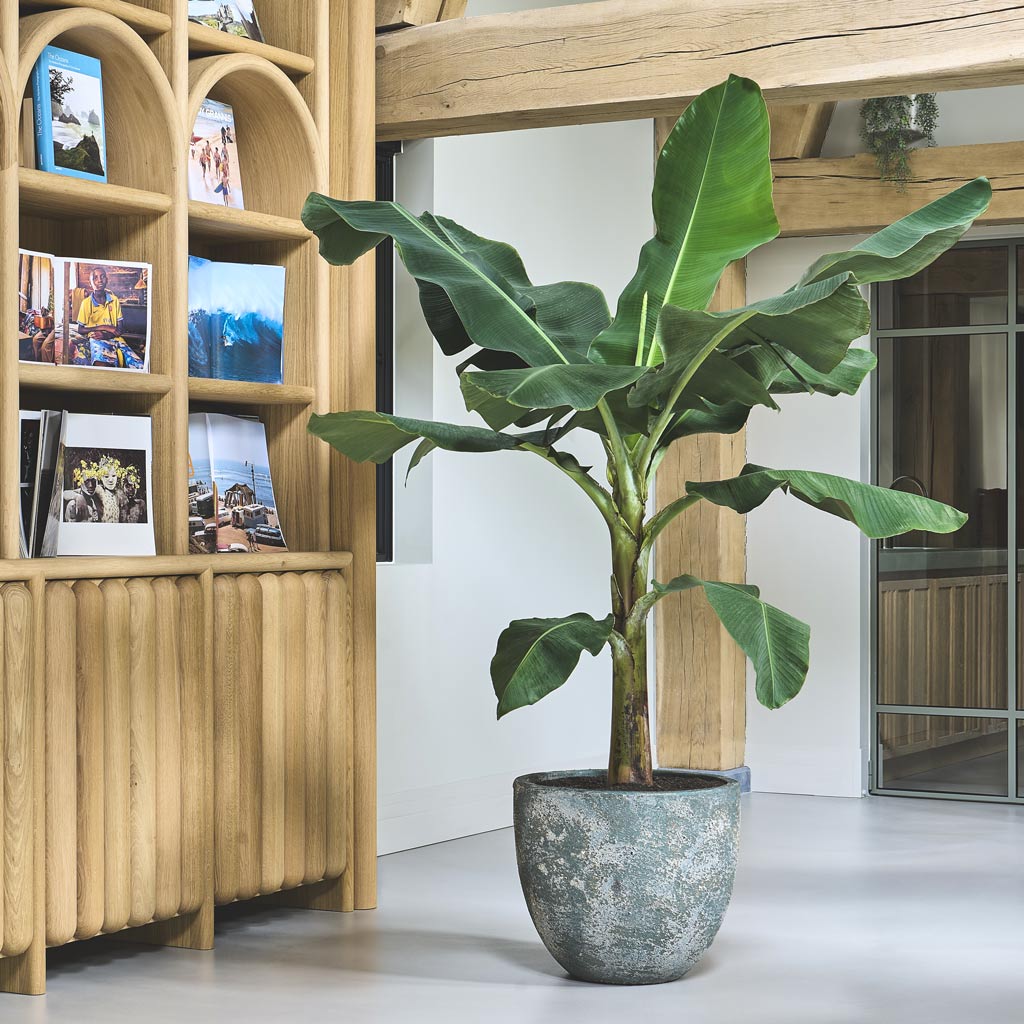 Banana Tree In Baq Sandora Couple Green