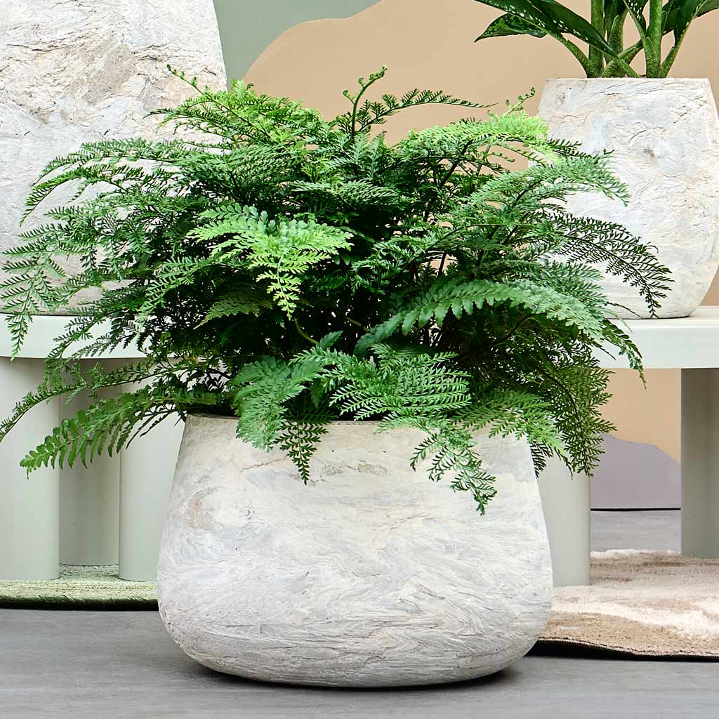 Baq Algar Darcy Planter White With Fern 