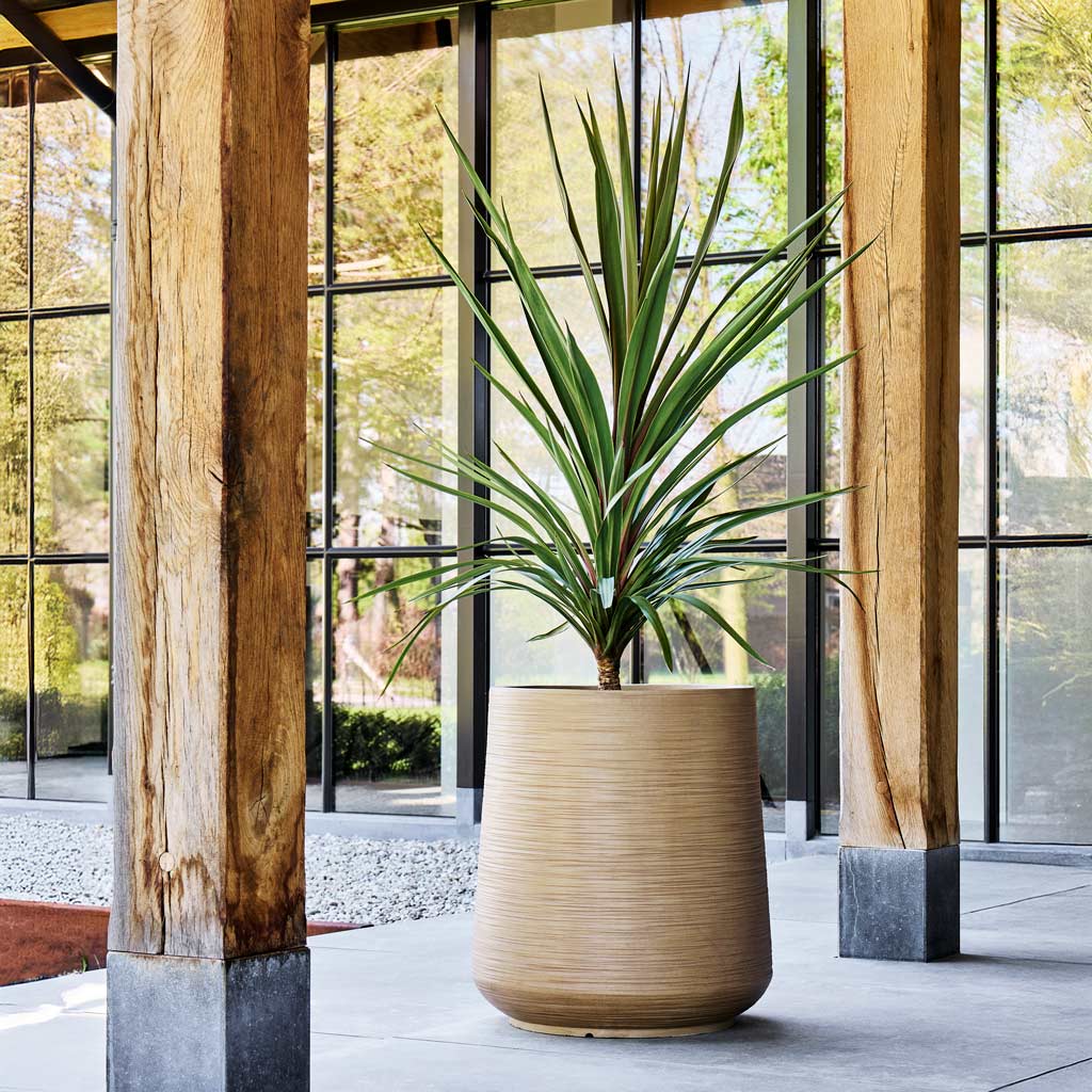 Baq Dune Darcy Almond Planter Outside On Patio With Cordyline australis