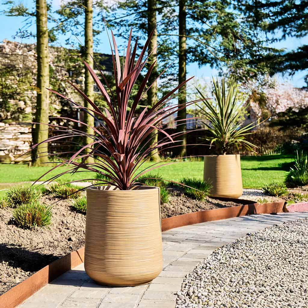 Baq Dune Darcy Almond Outside In Garden With Cordyline australis