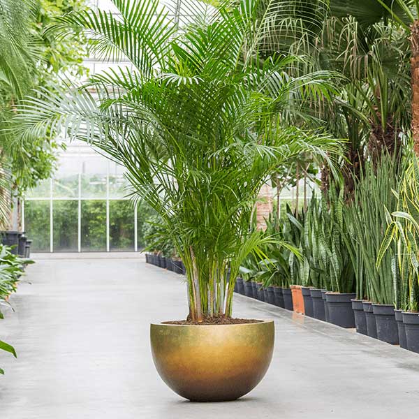 Metallic Bowl Planter Honey