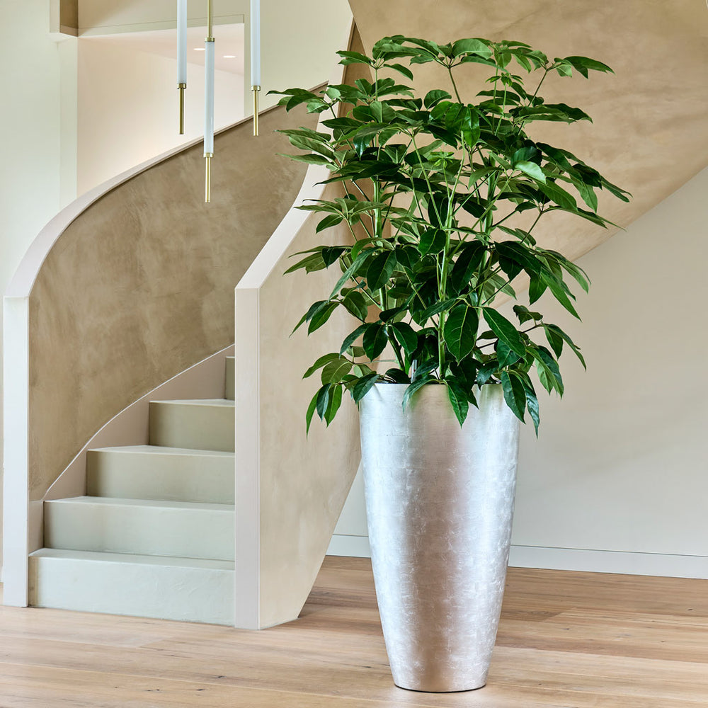 Australian Umbrella Tree in Baz Metallic Silver Leaf Planter Light Champagne