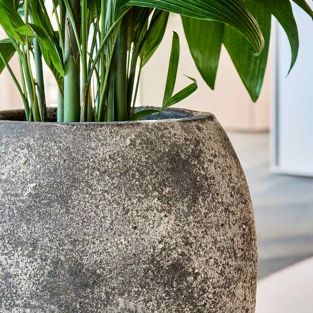 Baq Sandora Emperor Brown