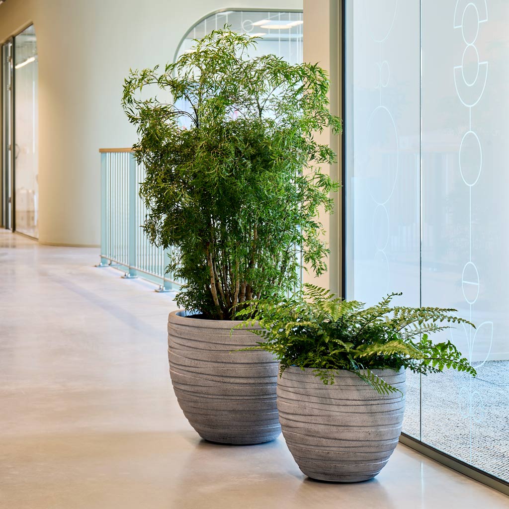 Aralia Ming & Mother Fern In Baq Tornado Couple Grey 