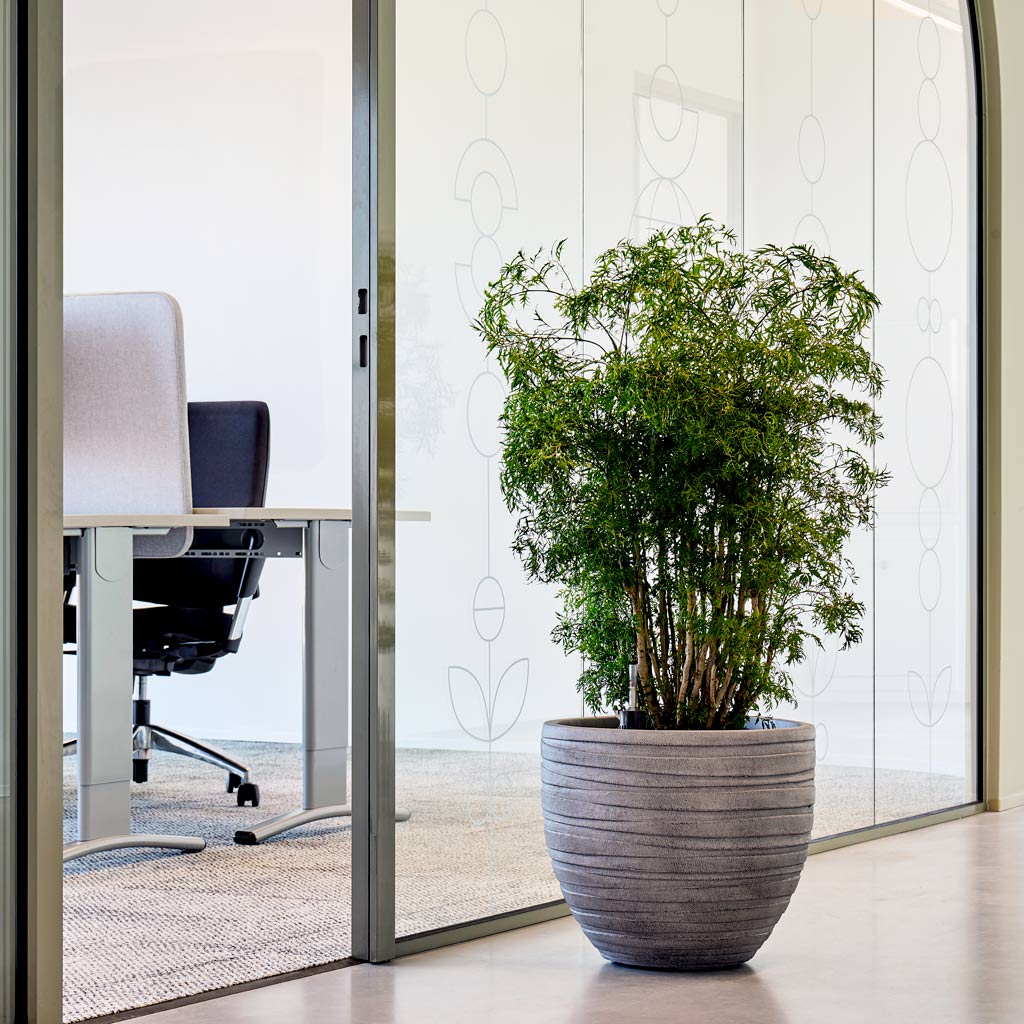 Aralia Ming In Baq Tornado Couple Grey 