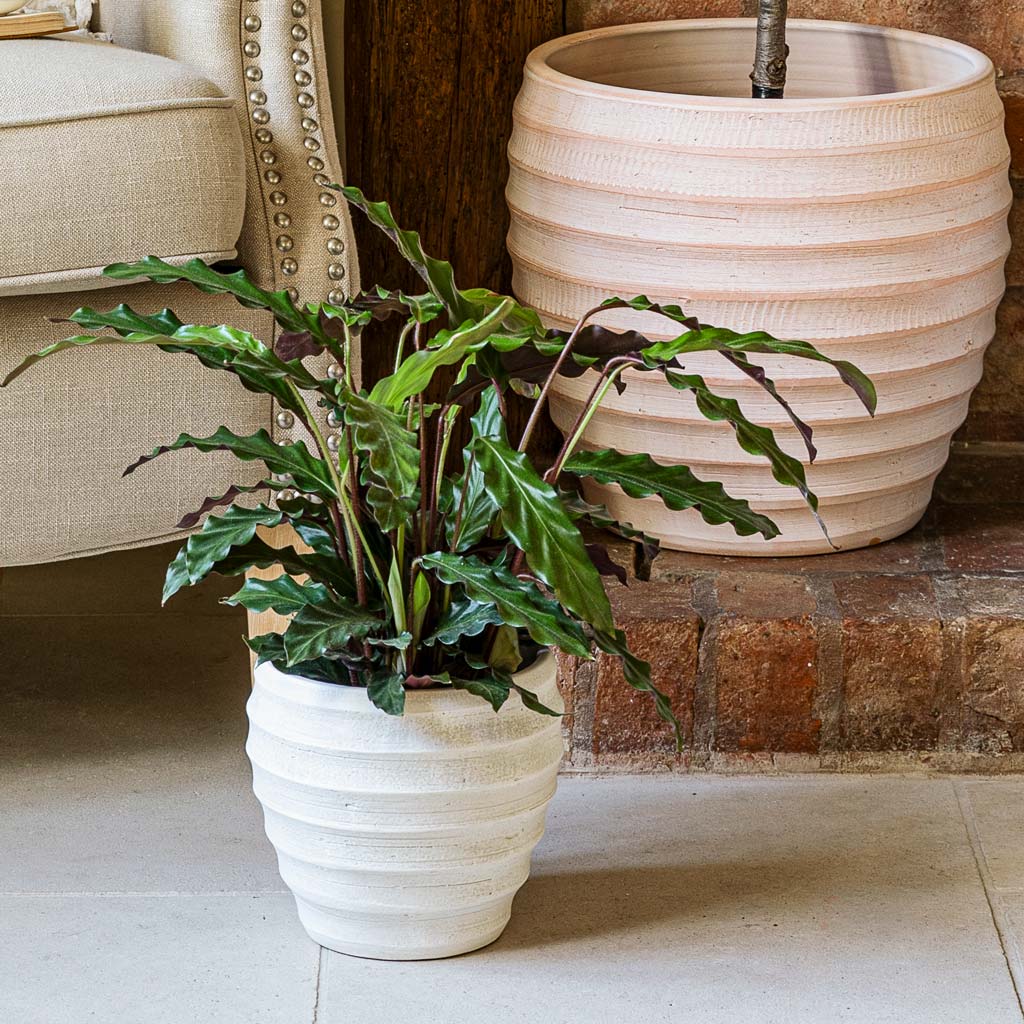 Calathea Rufibarba in Beatrice Plant Pot White