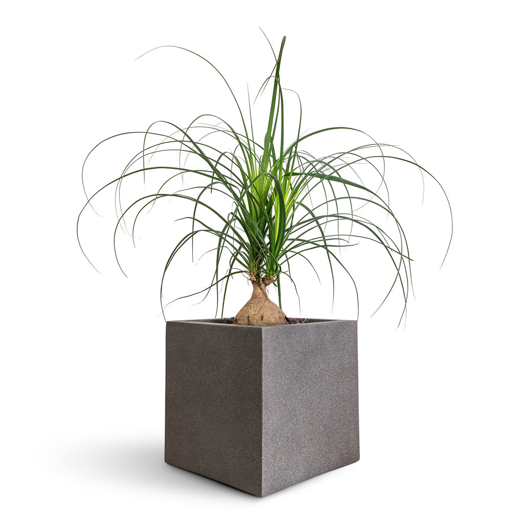 Beaucarnea Orb - 17x75cm In Grigio Cube Planter Natural Concrete - 30x30x30cm