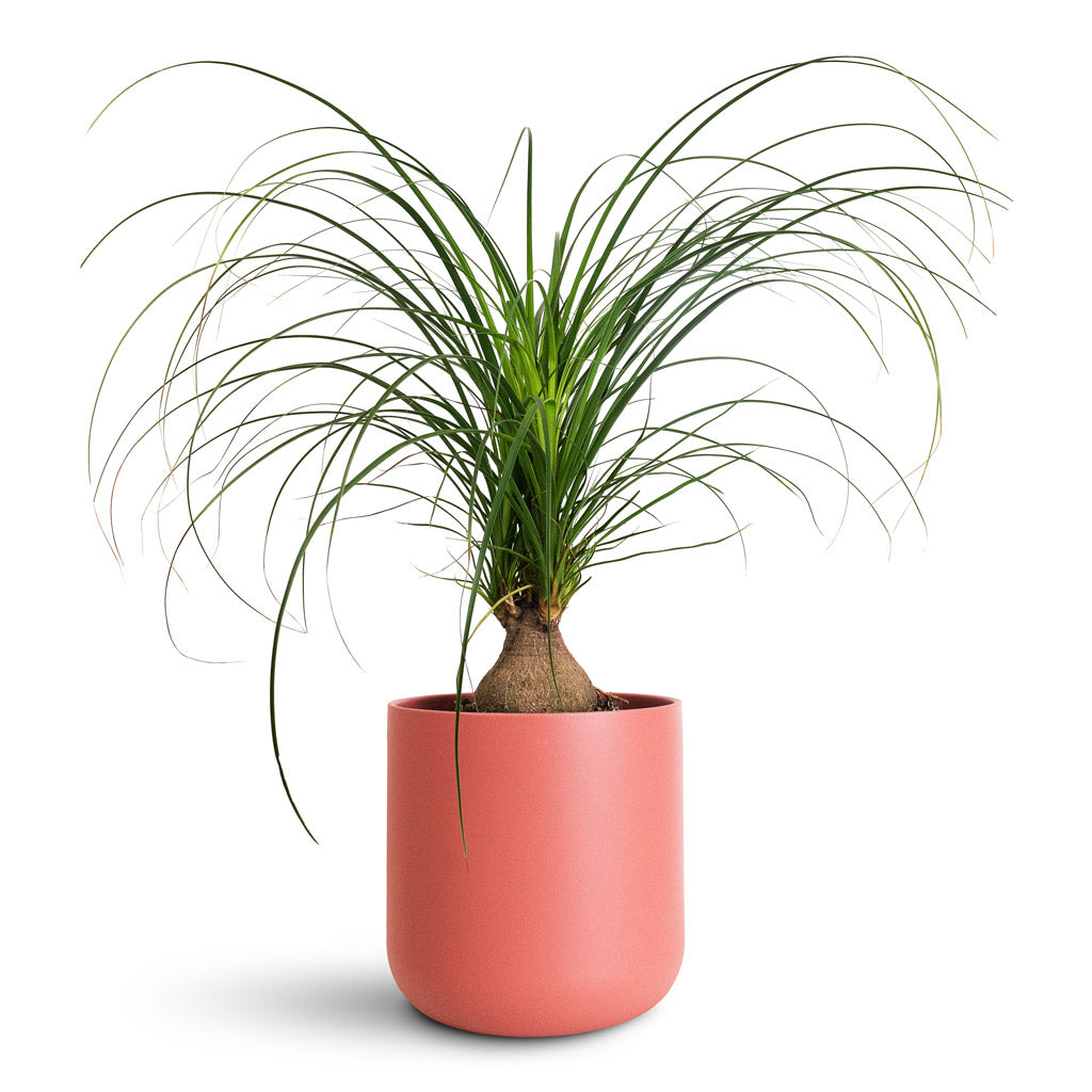 Beaucarnea Orb - 17x75cm In Lisbon Pot Blush Rose - 24x24cm