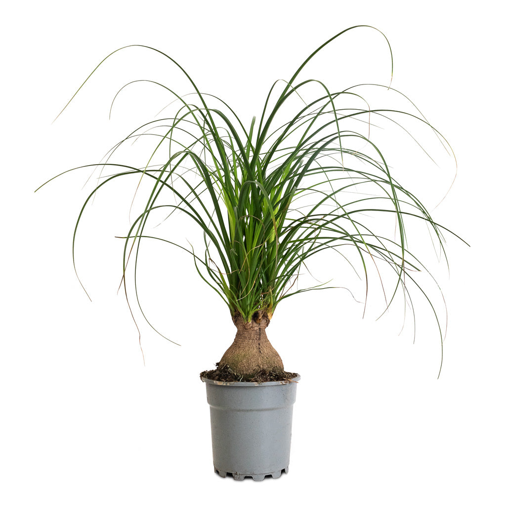 Beaucarnea Orb - Pony Tail Palm - 17x75cm