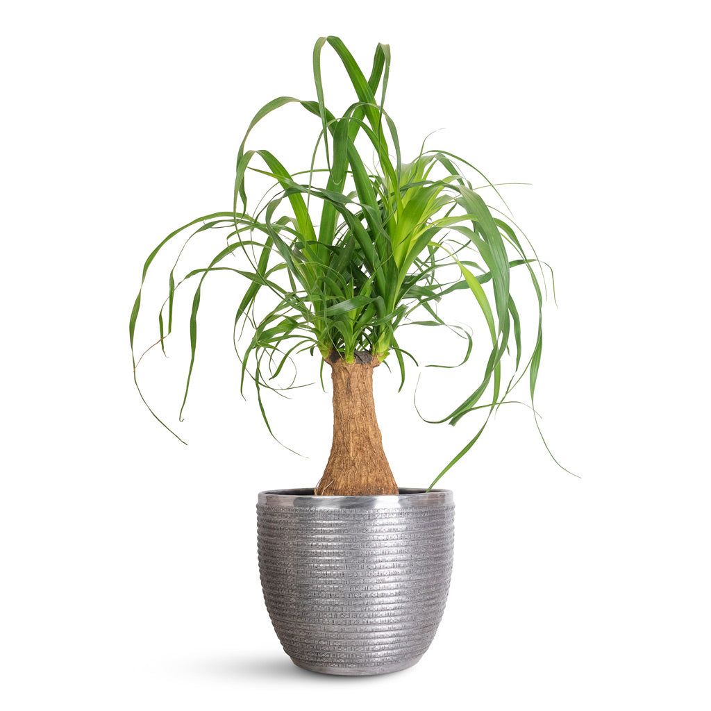 Beaucarnea Single Stem - 14x35cm In Elise Metal Pot Lead - 21x16cm