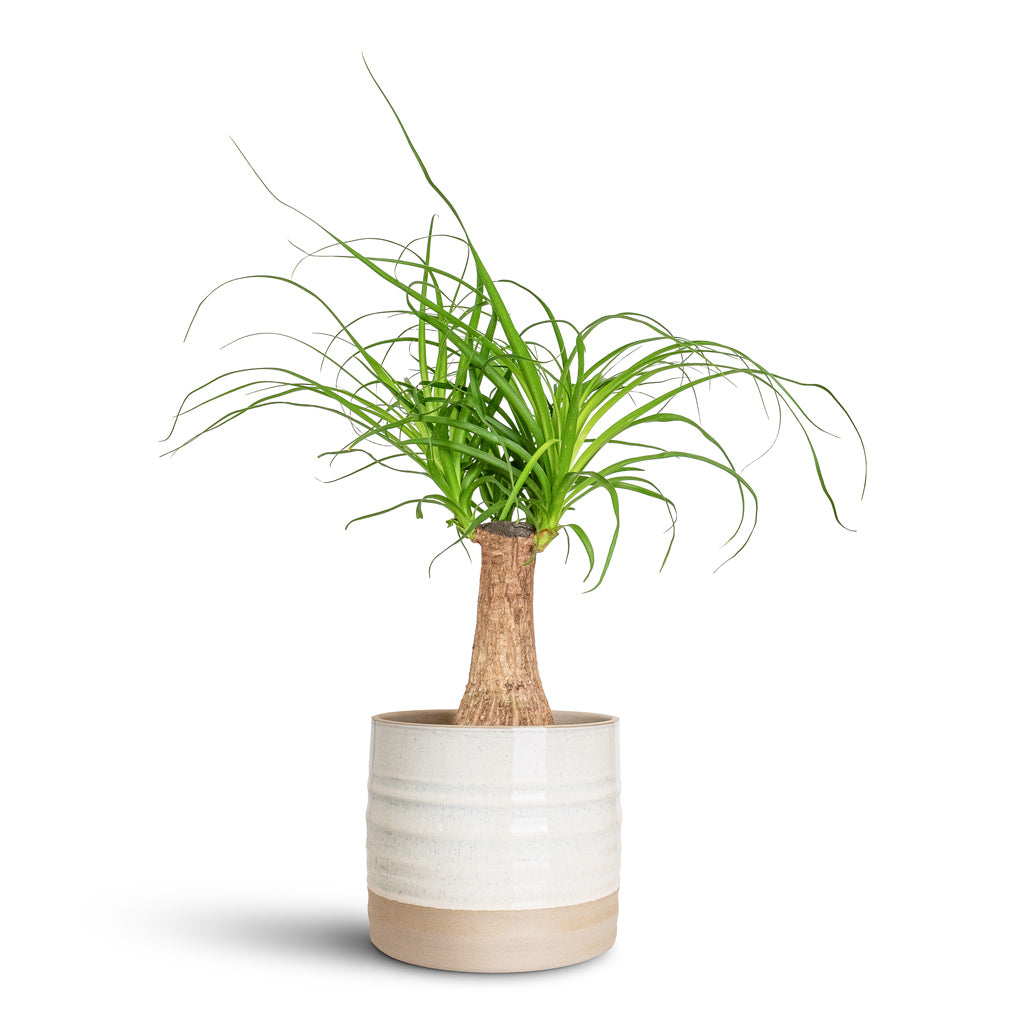Beaucarnea Single Stem - 14x35cm In Gia Pot Ice Cream - 14x13cm
