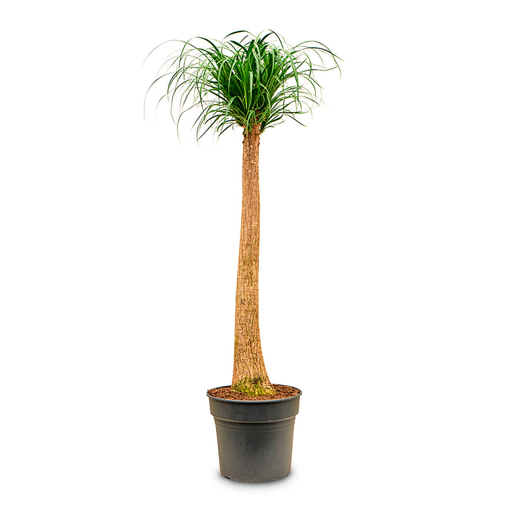 Beaucarnea Single Stem - 34x160cm