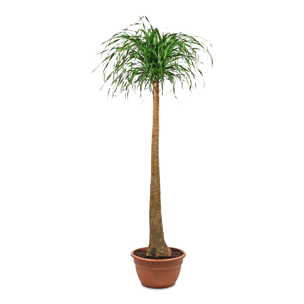 Beaucarnea Single Stem - 40x165cm