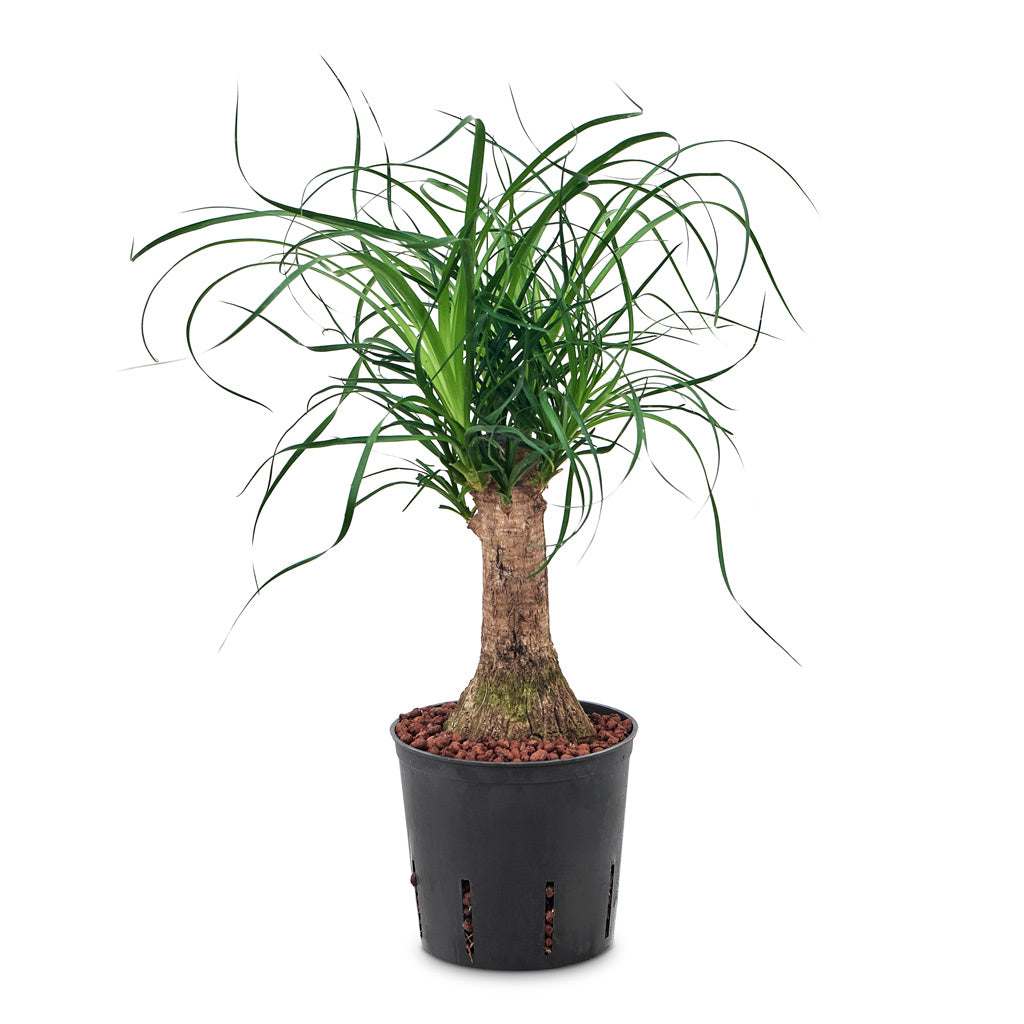 Beaucarnea - Pony Tail Palm - Single Stem - HydroCare