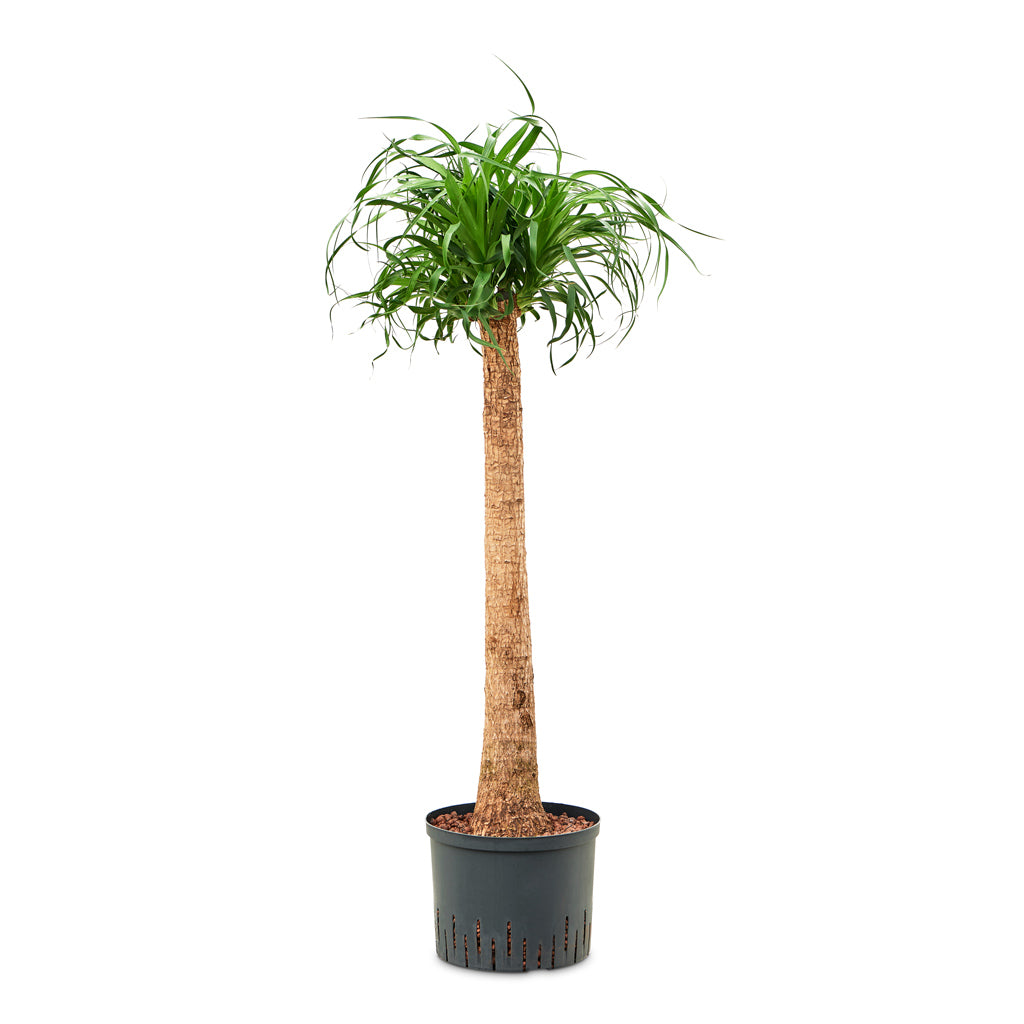 Beaucarnea - Pony Tail Palm - Single Stem - HydroCare