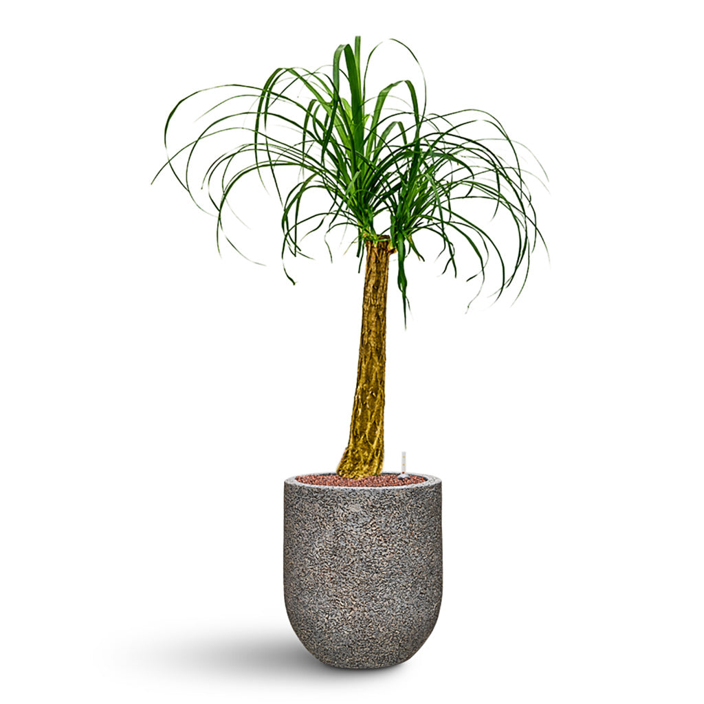 ponytail palm uk Beaucarnea - Pony Tail Palm Hydro Plants - Easy Care | Hortology