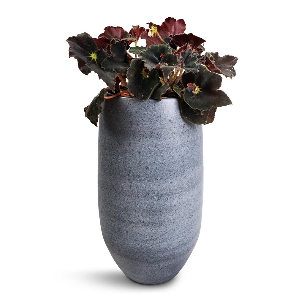 Begonia BD Rex - Anne Begonia & Esra Plant Vase - Mystic Grey