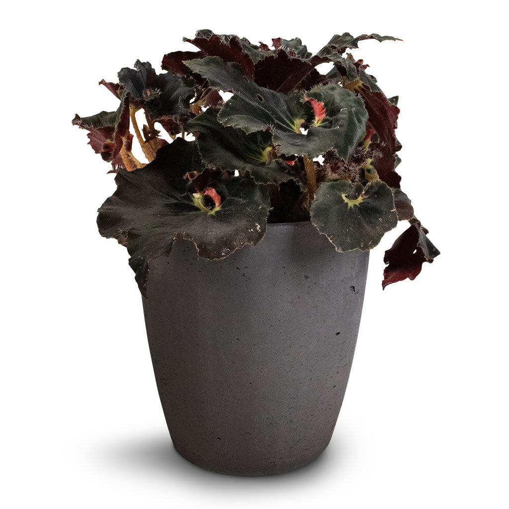 Begonia BD Rex - Anne Begonia &amp; Gerben Plant Pot - Black Washed