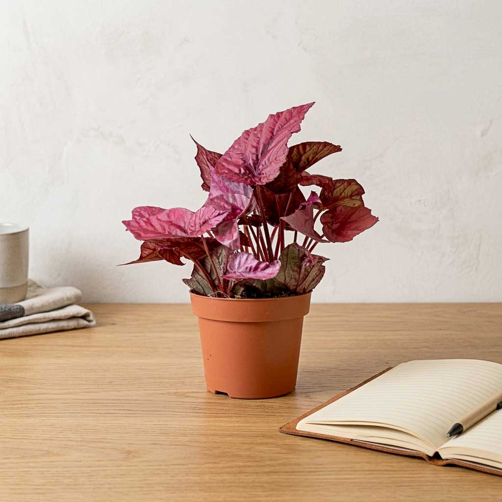 Begonia BD Rex - Inca Flame - 12 x 20cm