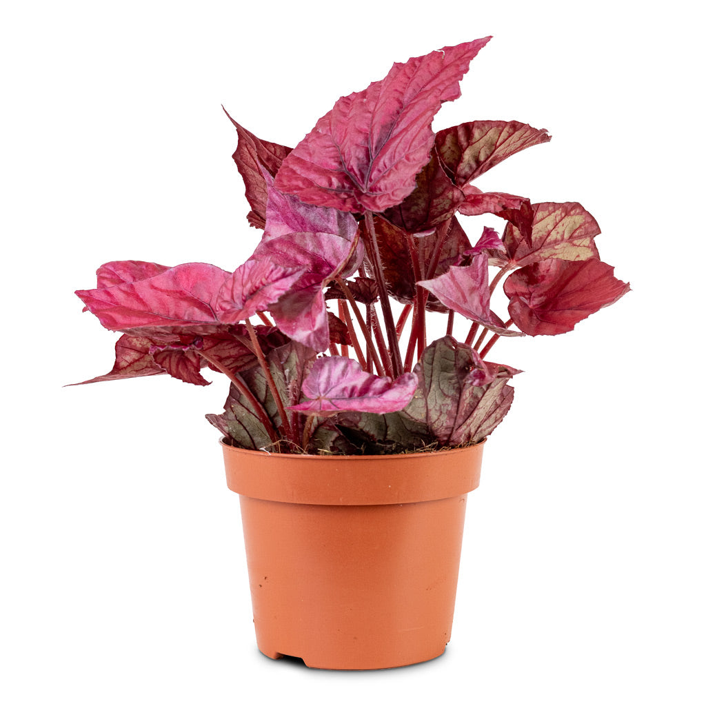 Begonia BD Rex Inca Flame 12x20cm