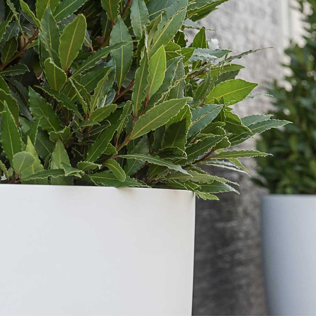 Ben Essentials Planter - Matt White & Bay Close Up