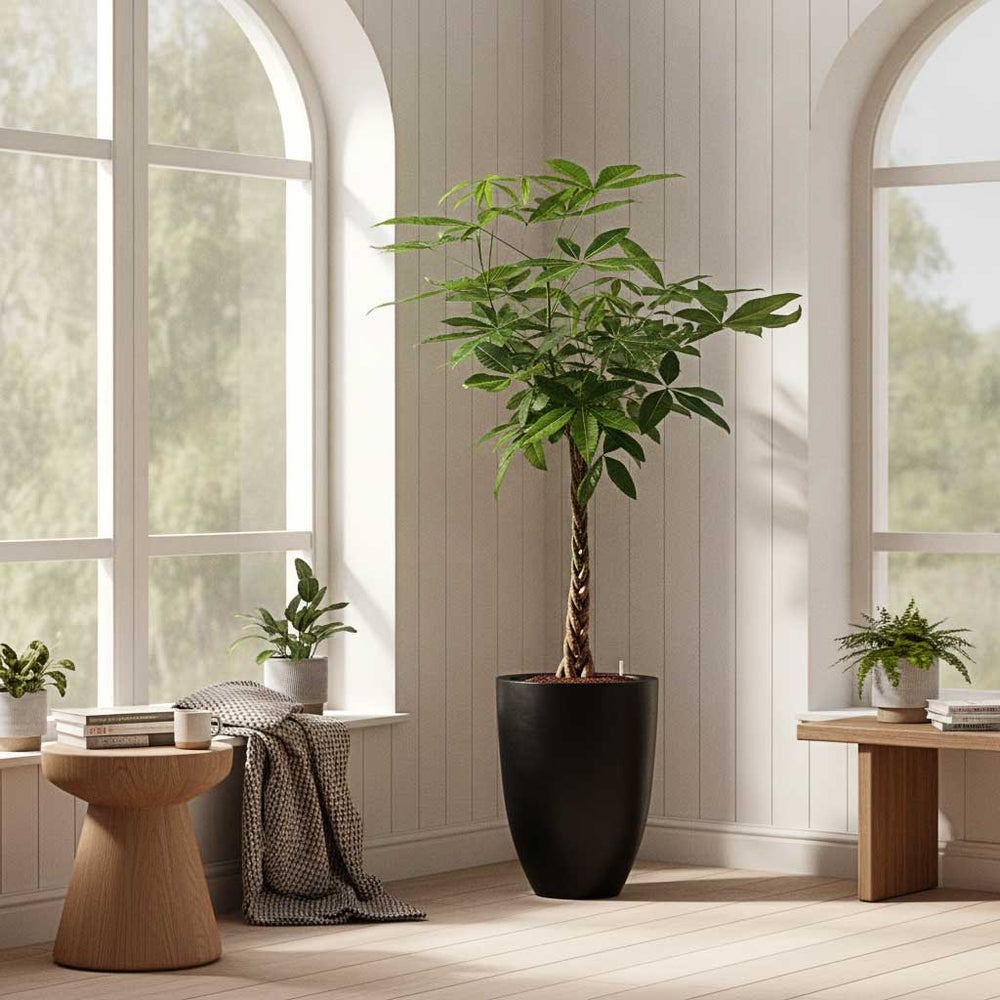 Pachira aquatica - HydroCare in Ben Natural Planter - Black