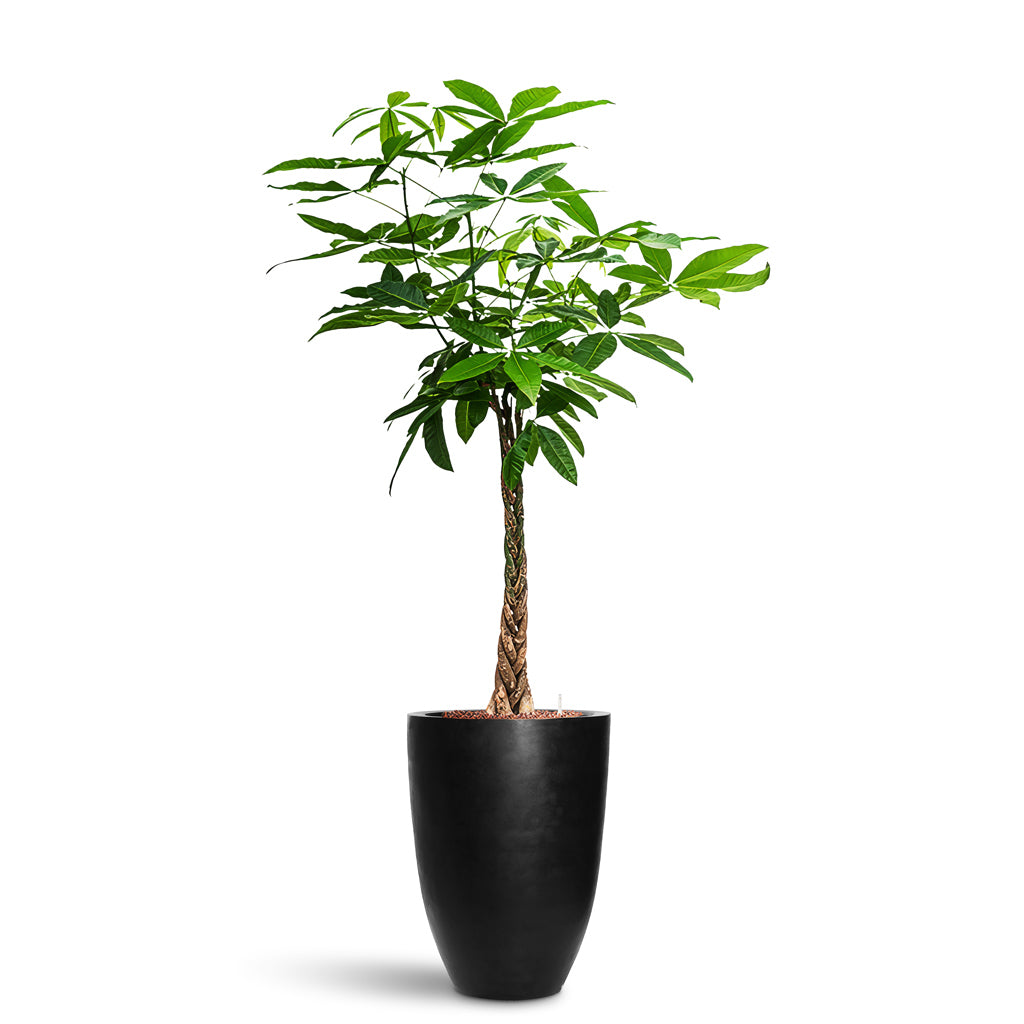 Ben Natural Planter - Large Plant Display