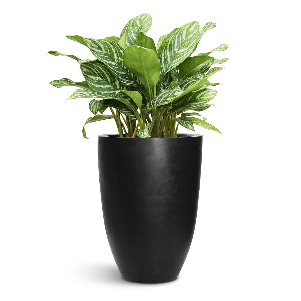 Ben Natural Planter - XL Plant Display