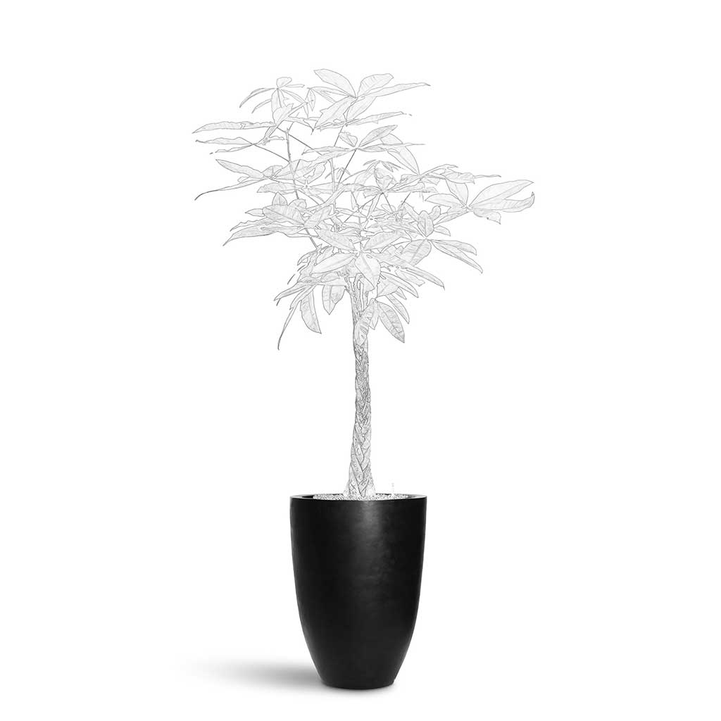 Ben Natural Planter - Large Plant Display