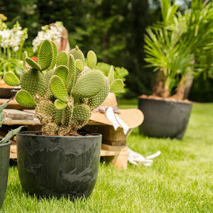 Bola Artstone Plant Pot - Black & Opuntia microdasys - Bunny Ear Cactus