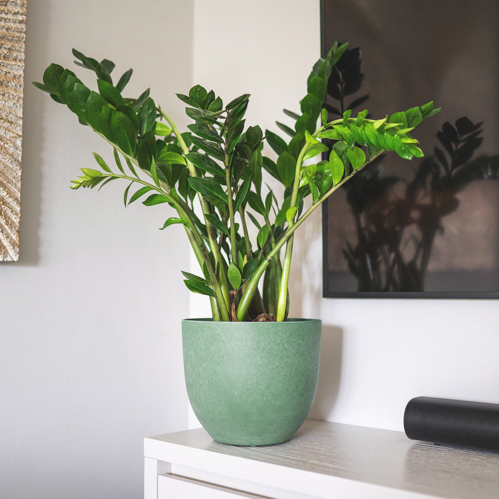 Bola Artstone Plant Pot - Thyme - Zamioculcas zamiifolia - ZZ Houseplant