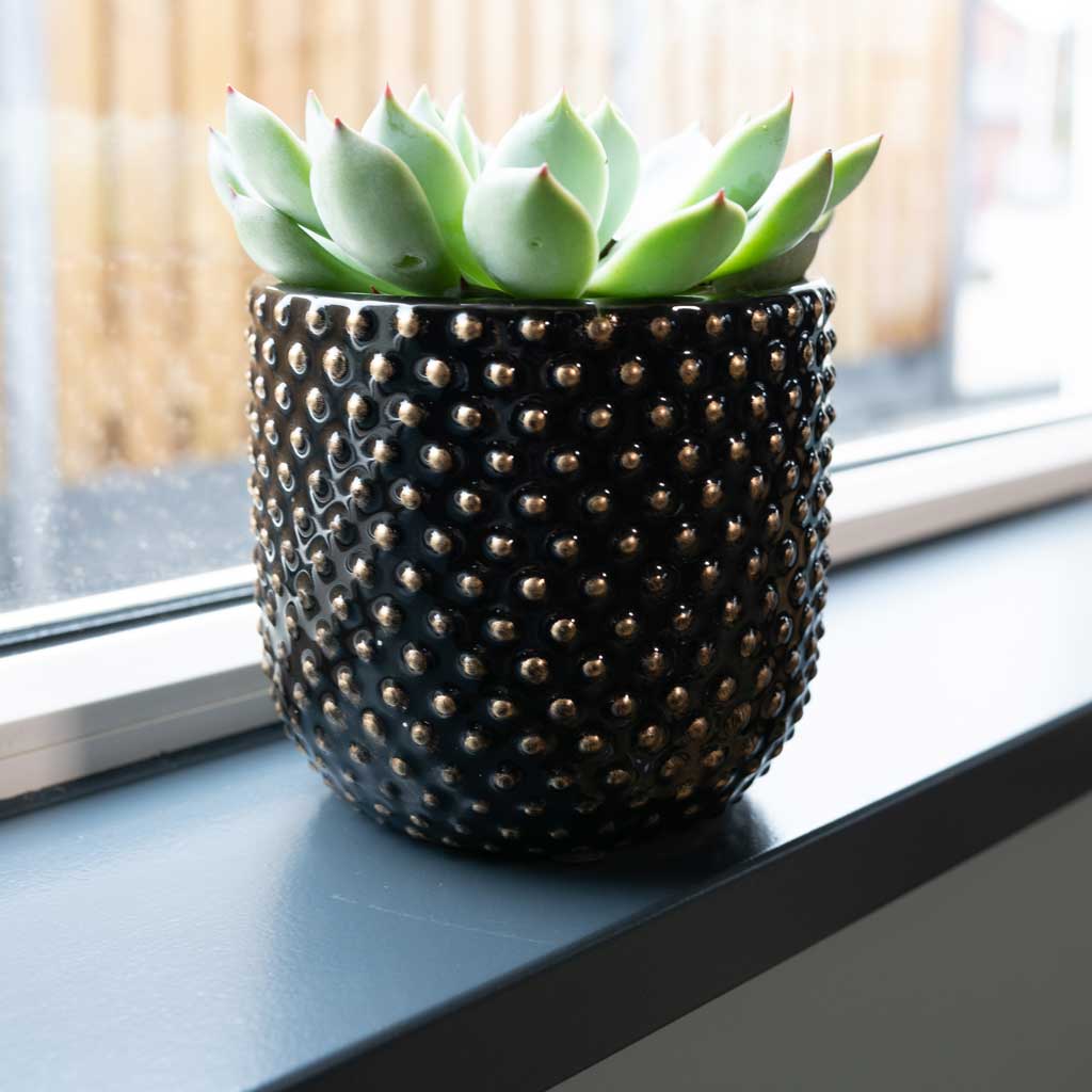Bolino Plant Pot - Shiny Black & Echeveria