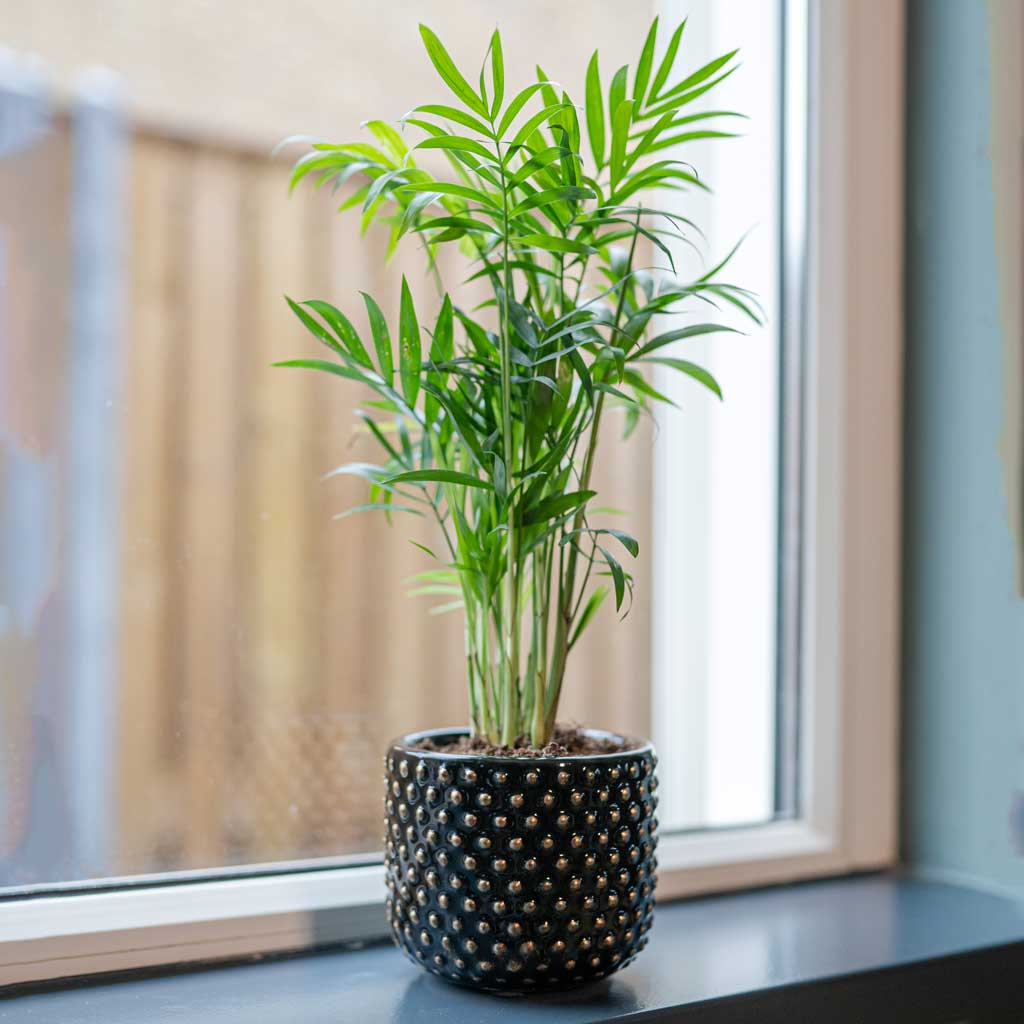 Bolino Plant Pot - Shiny Black & Palm Houseplant