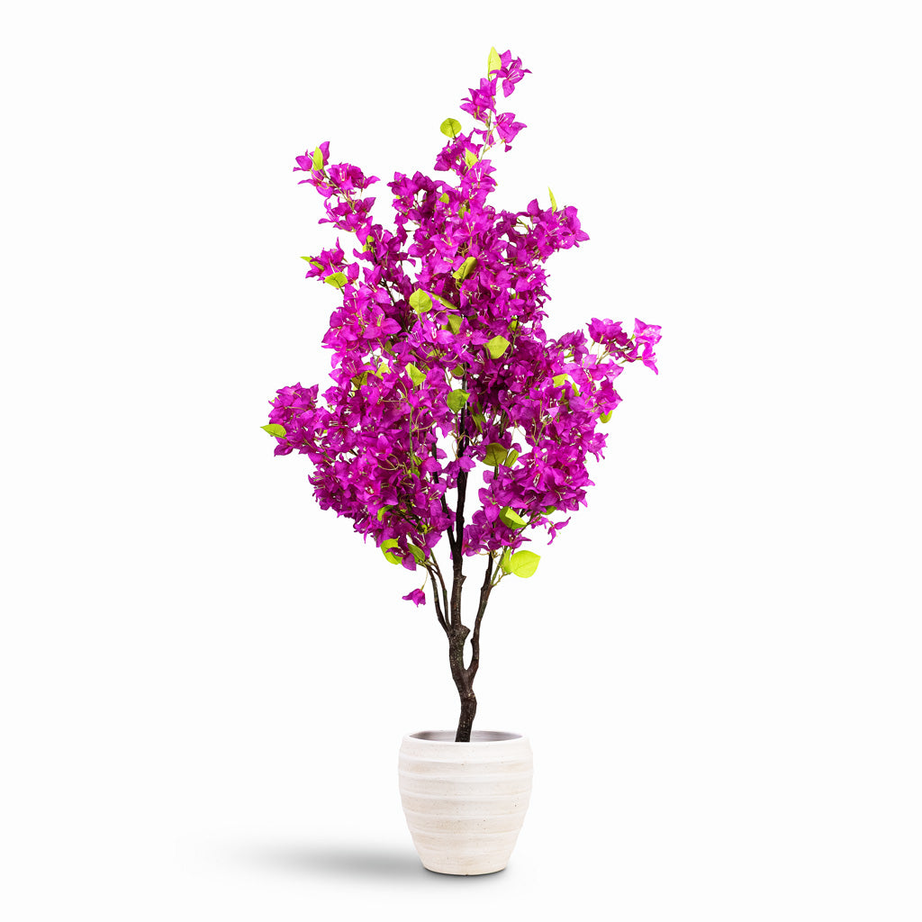 Bougainvillea Tree Purple Artificial 145cm House Plant In Beatrice Pot White 24x24cm