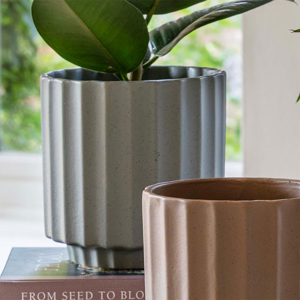 Bourton Scalloped Plant Pot - Sage & Ficus Elastica