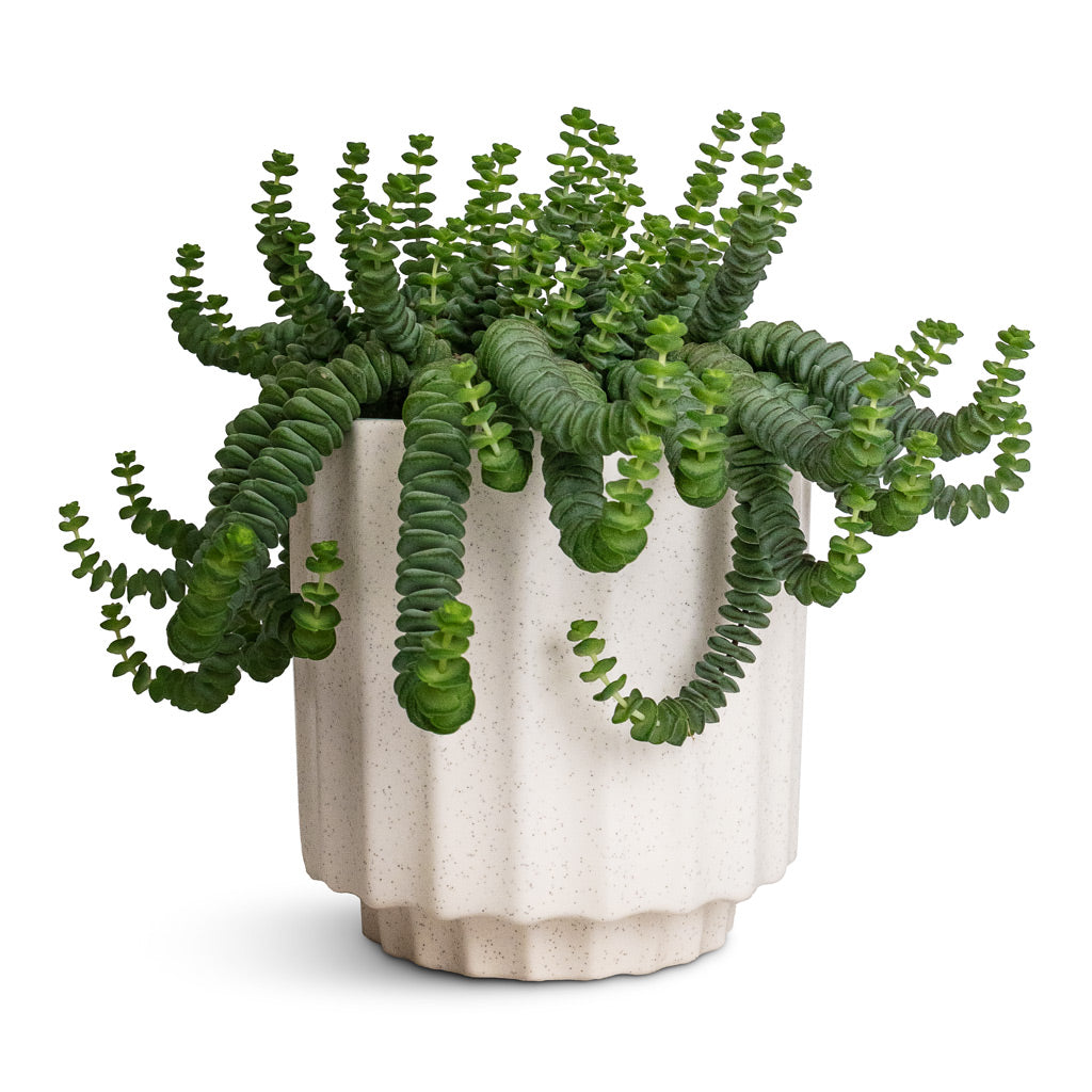 Crassula marneriana Worm Plant Baby Jade Necklace & Bourton Scalloped Plant Pot - Ivory