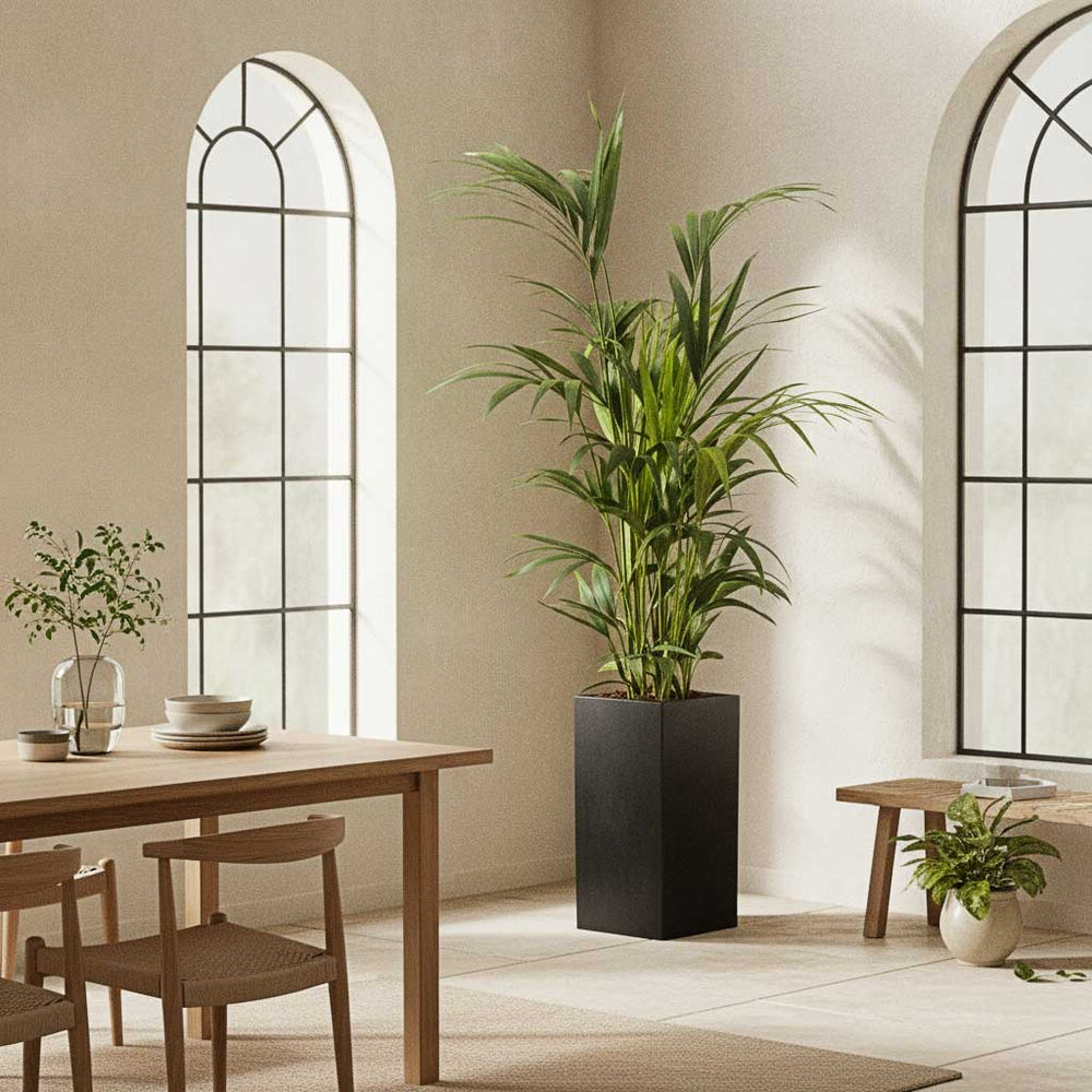 Howea - Kentia Palm - HydroCare in Bouvy Natural Planter - Black