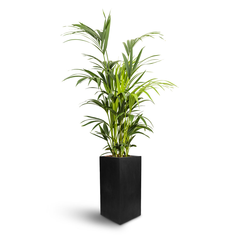 Bouvy Natural Planter - XL Plant Display
