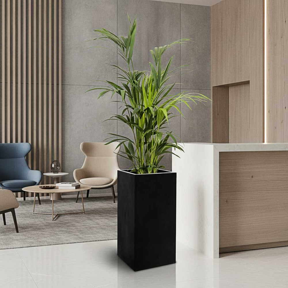 Howea - Kentia Palm - HydroCare in Bouvy Natural Planter - Black
