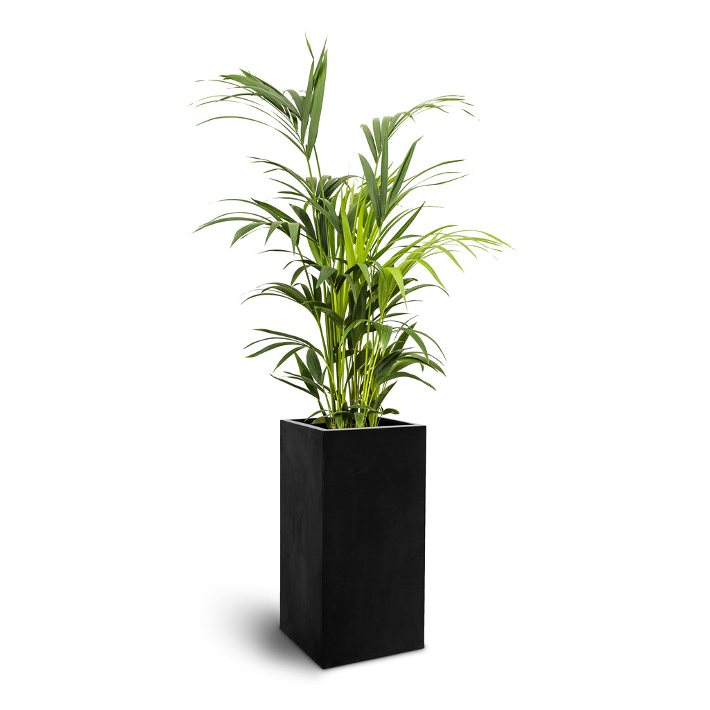 Bouvy Natural Planter - Large Plant Display