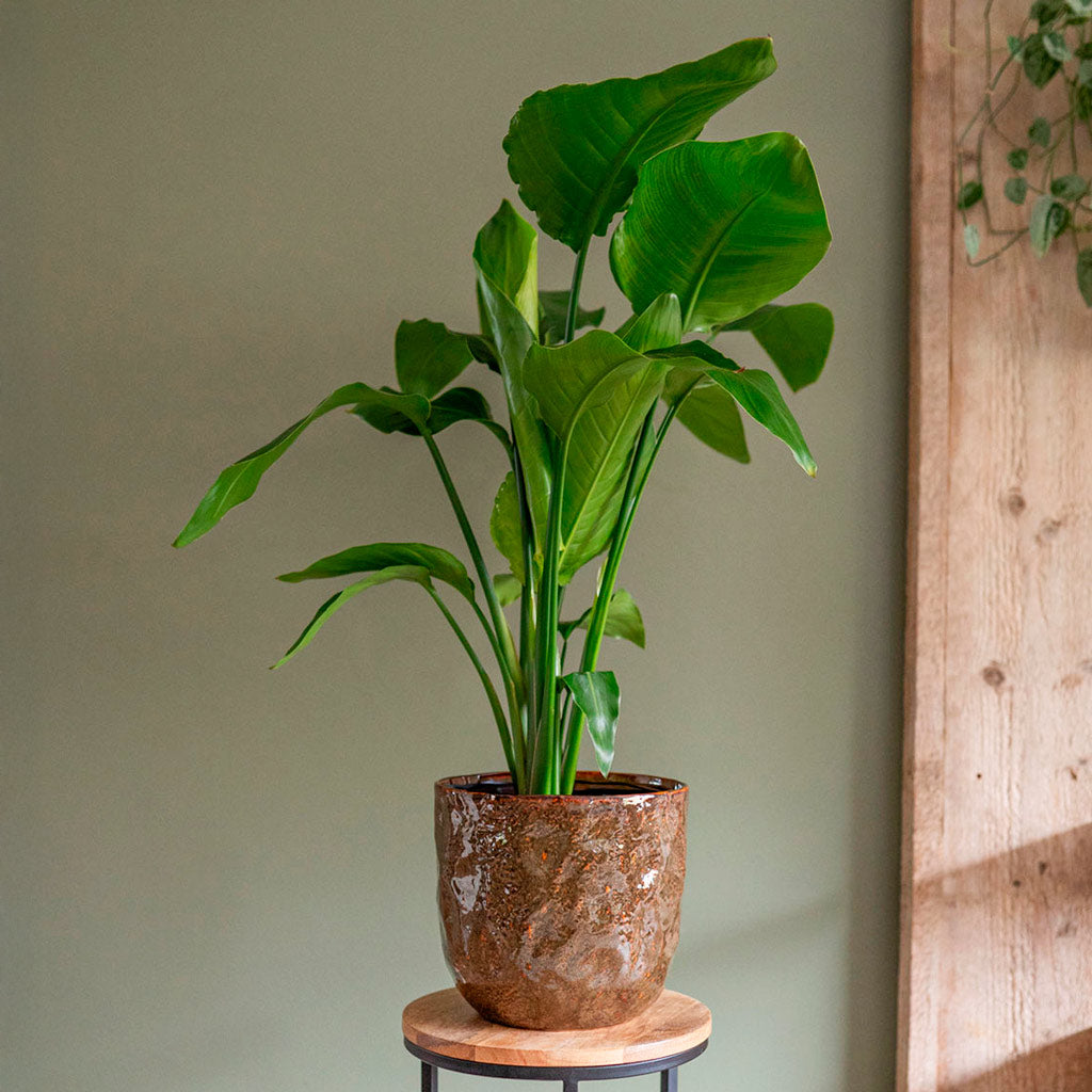 Strelitzia Giant Bird of Paradise In Brian Plant Pot Desert