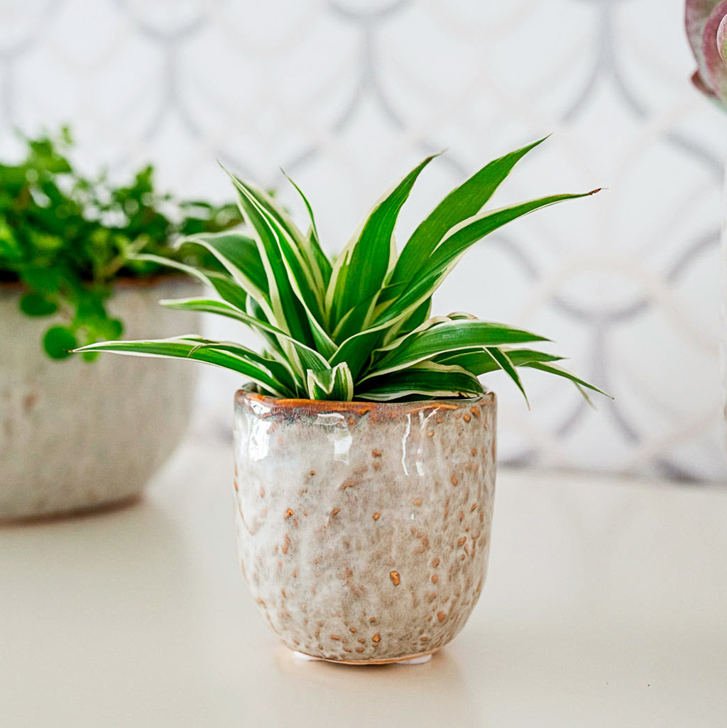 Chlorophytum In Brian Pot Ivory