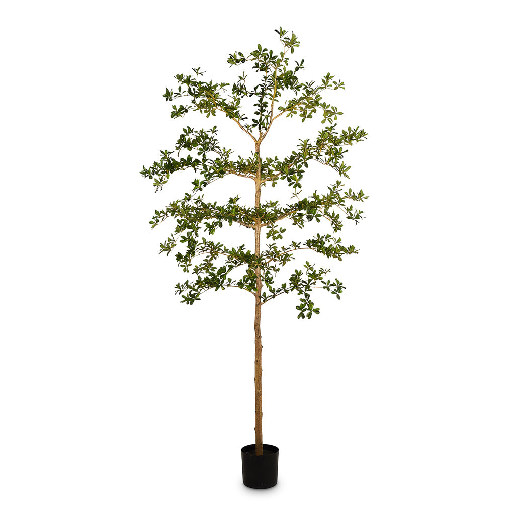 Bucida Tree Deluxe Potted Artificial 210cm